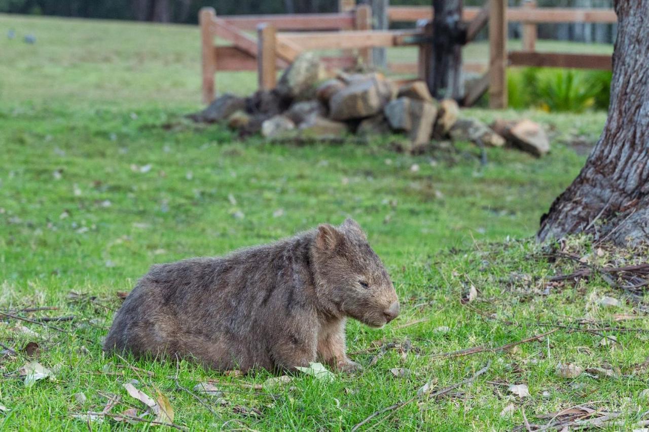 Jumulu Lodge A Unique Luxury Escape Kangaroo Valley Zewnętrze zdjęcie