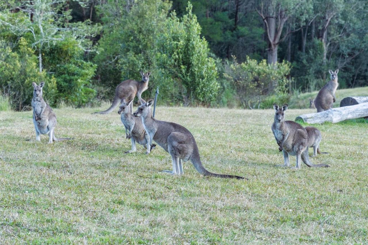 Jumulu Lodge A Unique Luxury Escape Kangaroo Valley Zewnętrze zdjęcie